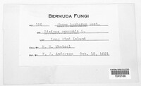 Phoma herbarum image